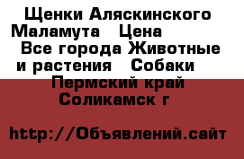Щенки Аляскинского Маламута › Цена ­ 10 000 - Все города Животные и растения » Собаки   . Пермский край,Соликамск г.